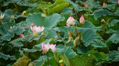 Bahçedeki güzel nilüfer çiçeği