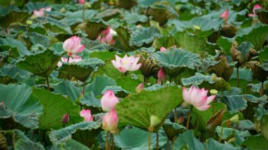 Bahçedeki güzel nilüfer çiçeği
