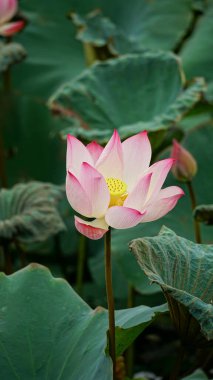 Gölette nilüfer çiçeği