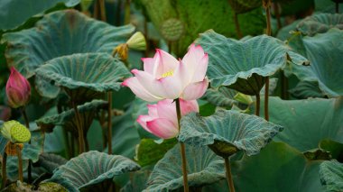 Gölette nilüfer çiçeği