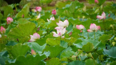 Güzel botanik fotoğrafı, doğal duvar kağıdı.