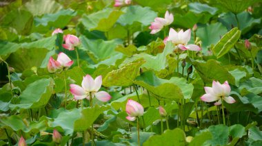 Bahçedeki güzel nilüfer çiçekleri