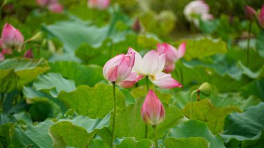 Bahçedeki güzel nilüfer çiçeği