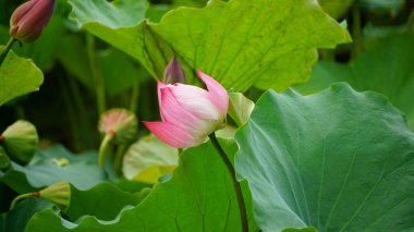 Bahçedeki nilüfer çiçeği