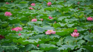 Bahçedeki güzel nilüfer çiçeği