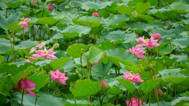 Bahçedeki nilüfer çiçeği