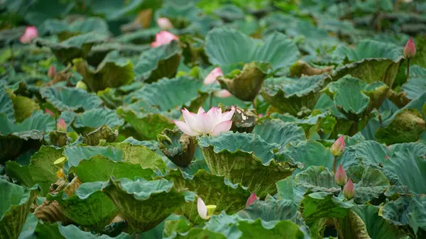 Bahçedeki yeşil nilüfer çiçeği