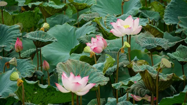 Bahçedeki nilüfer çiçeği