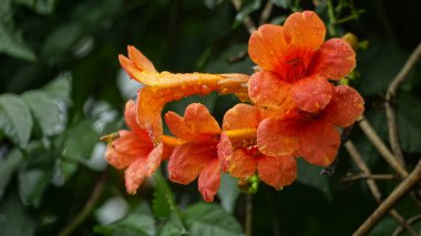 Bahçede çiçek açan Lilium çiçeklerine yakın çekim