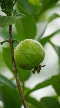 Ağaçtaki yeşil guava meyvesinin yakın çekimi.