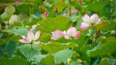 Bahçedeki güzel pembe nilüfer çiçeği