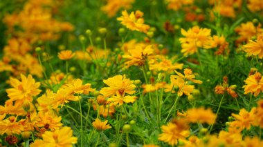 Bahçede çiçek açan Kozmos bipinnatus çiçeğinin yakın çekimi