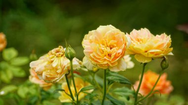 Bahçedeki güzel çiçekler