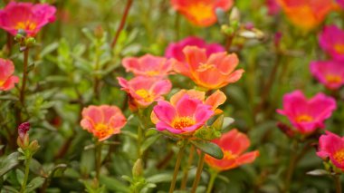 Portekiz 'in görkemli çiçeğinin yakın çekimi.
