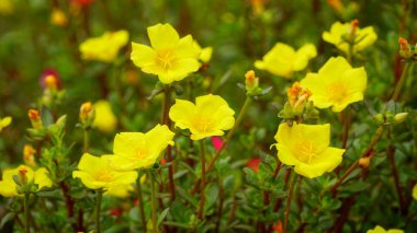 Portekiz 'in görkemli çiçeğinin yakın çekimi.