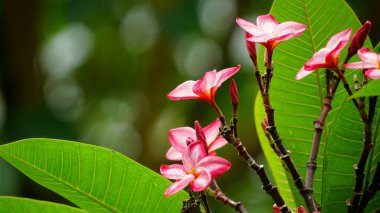 Ağaçlarda çiçek açan Plumeria çiçeklerine yakın çekim