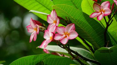 Ağaçlarda çiçek açan Plumeria çiçeklerine yakın çekim