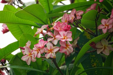 Ağaçlarda çiçek açan Plumeria çiçeklerine yakın çekim
