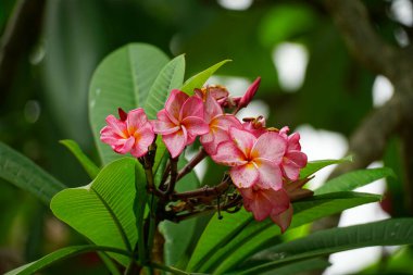 Ağaçlarda çiçek açan Plumeria çiçeklerine yakın çekim