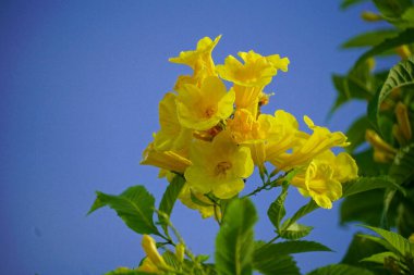 Tabebuia aurea çiçeğinin yakın çekimi