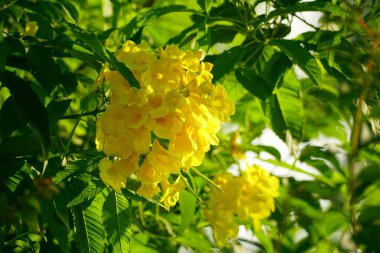 Tabebuia aurea çiçeğinin yakın çekimi
