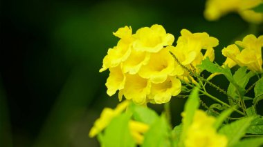 Tabebuia aurea çiçeğinin yakın çekimi