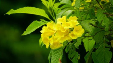 Tabebuia aurea çiçeğinin yakın çekimi