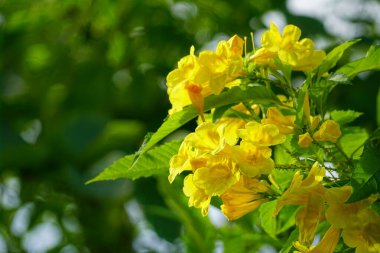 Tabebuia aurea çiçeğinin yakın çekimi