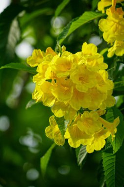 Tabebuia aurea çiçeğinin yakın çekimi