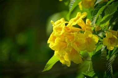 Tabebuia aurea çiçeğinin yakın çekimi