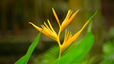 Canna Edulis Ker çiçeğinin yakın çekimi