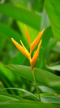 Canna Edulis Ker çiçeğinin yakın çekimi