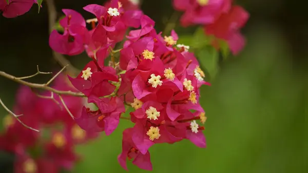 Çiçek açan Bougainvillea çiçeklerine yakın çekim