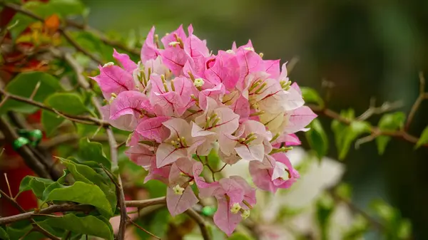 Çiçek açan Bougainvillea çiçeklerine yakın çekim