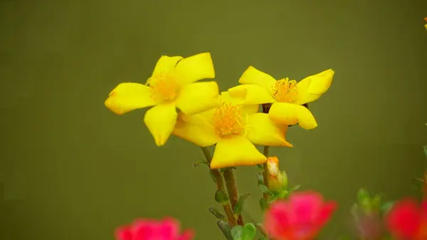 Portekiz 'in görkemli çiçeğinin yakın çekimi.