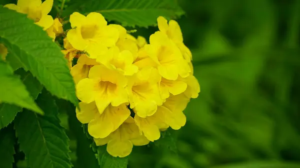 Tabebuia aurea çiçeğinin yakın çekimi