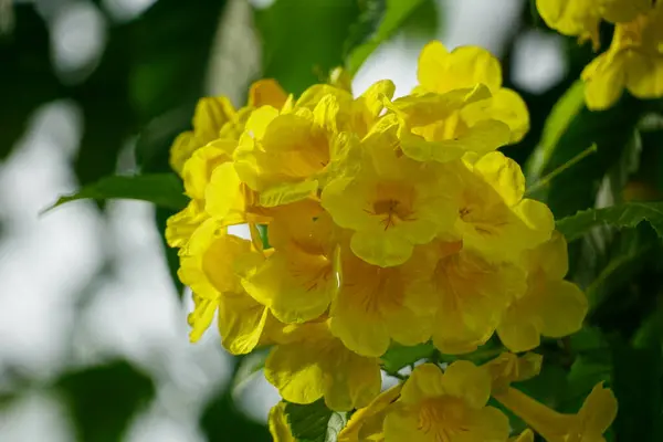 Tabebuia aurea çiçeğinin yakın çekimi