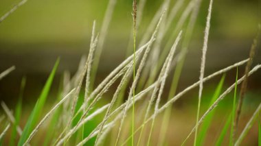 Ormanda yeşil yosun