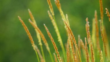 alanında çimen çiçek