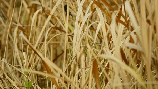 Bir tarladaki çimenler