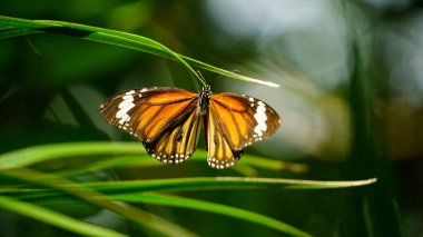 Yaprağın üzerinde kelebek