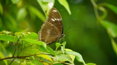 Yeşil yapraklı kelebek, tropikal bitki örtüsü