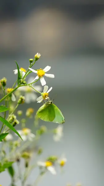 Bahçedeki güzel çiçekler