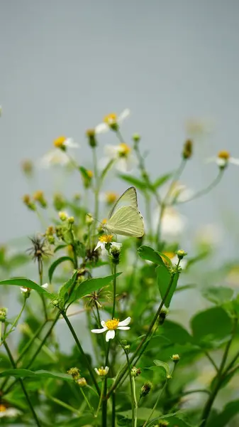 Bahçedeki güzel beyaz çiçekler