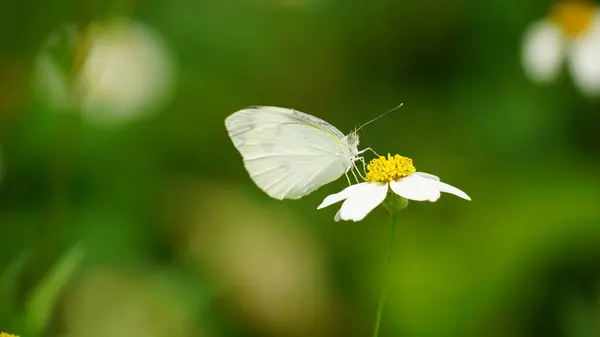 Beyaz bir çiçek kelebek