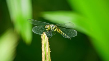 Yeşil yapraklı yusufçuk.