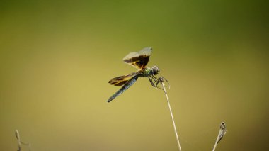 Bulanık bir arkaplanda güzel bir kelebeğin yakın plan çekimi.