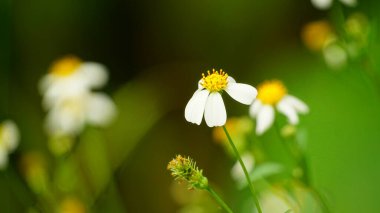 Çiçek açan Bidens pilosa çiçeklerinin yakın çekimi