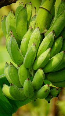 Muz yapraklarında olgun muzlar olan muz ağacı.