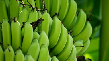 Yeşil yapraklı muz ağacı